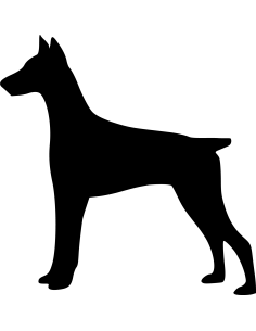 Dobermann Hund Autoaufkleber 50