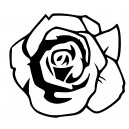 Rosen-Blüte
